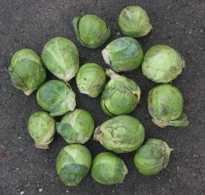 Brussels sprouts