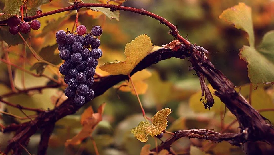 Grapes
