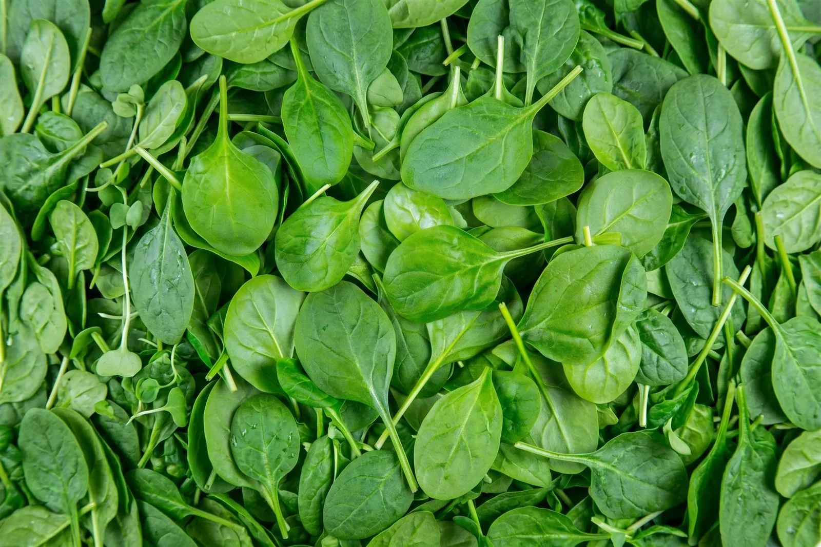 Spinach